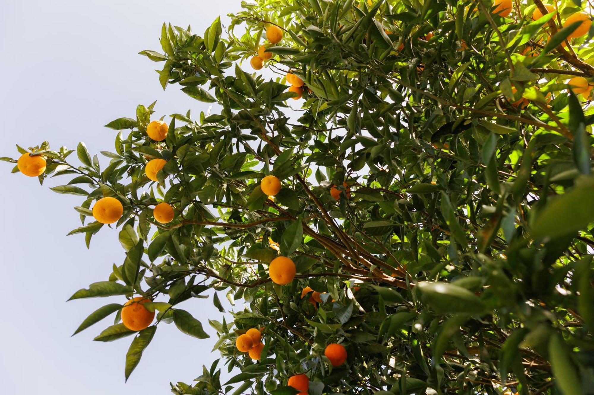 Finca Los Arcos Del Laurel Moya  Exteriör bild