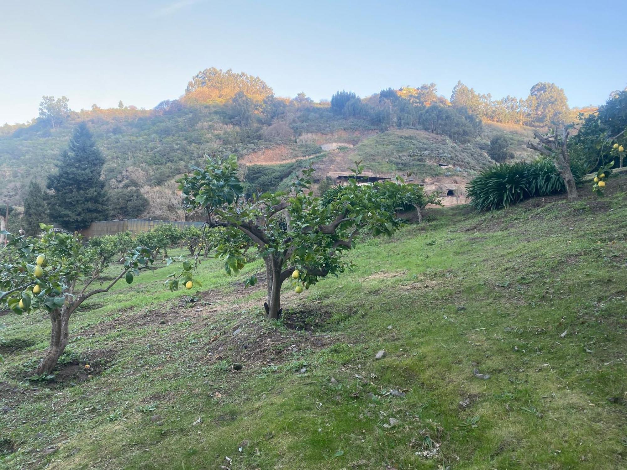 Finca Los Arcos Del Laurel Moya  Exteriör bild