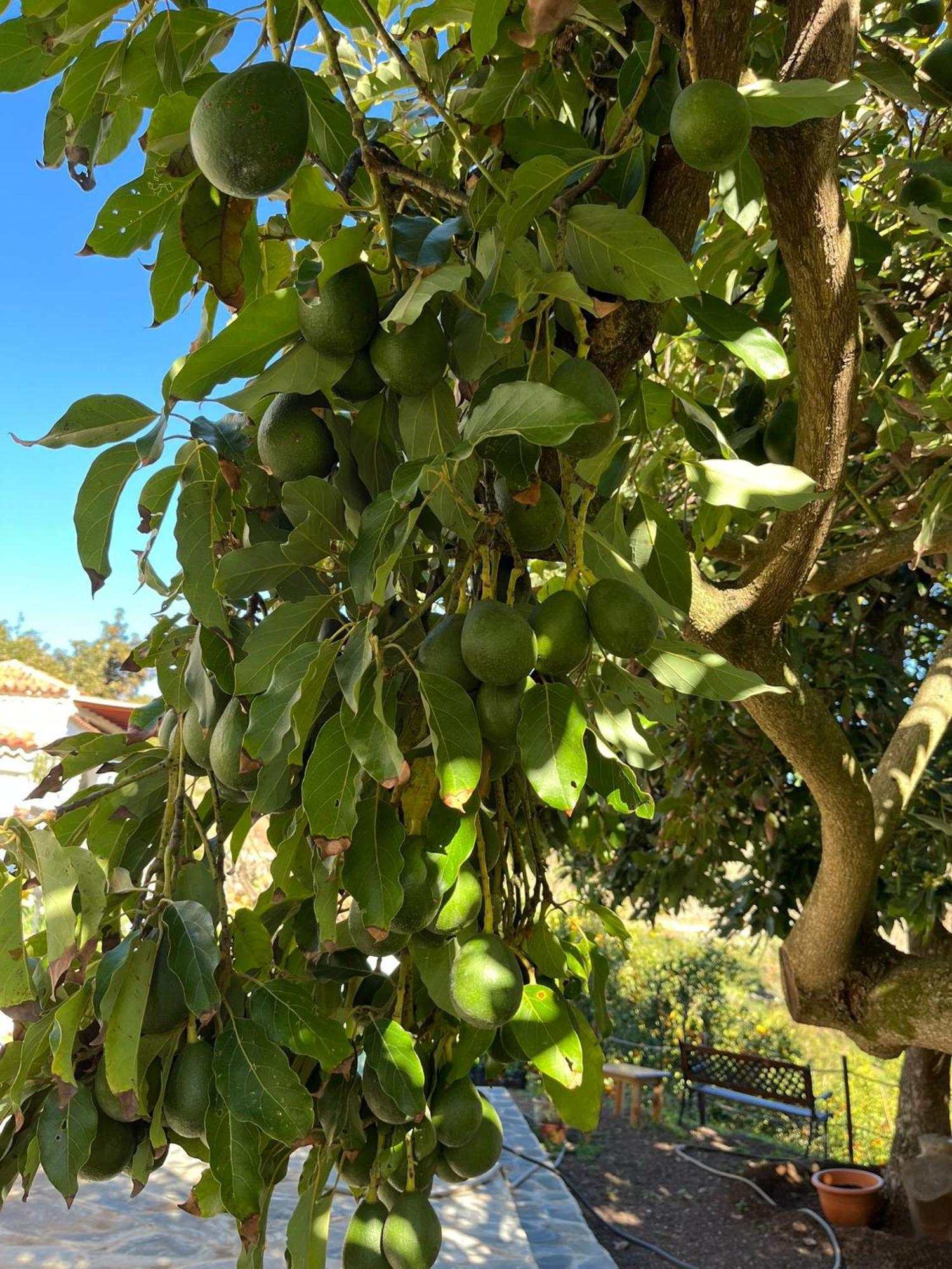 Finca Los Arcos Del Laurel Moya  Exteriör bild